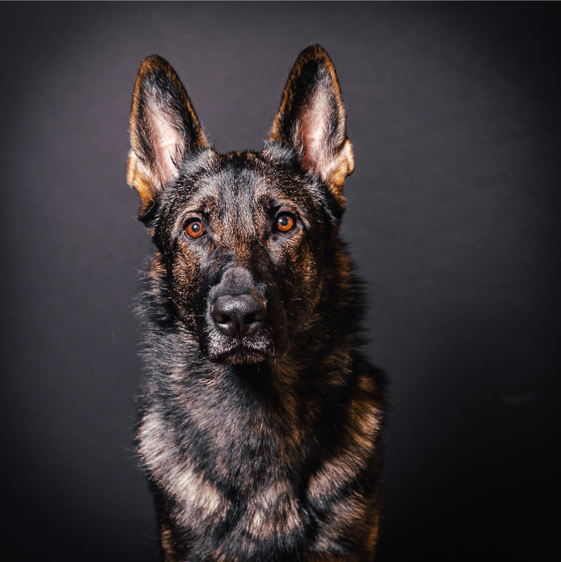 Dexter, Schäferhund von herzblut Tiernahrung