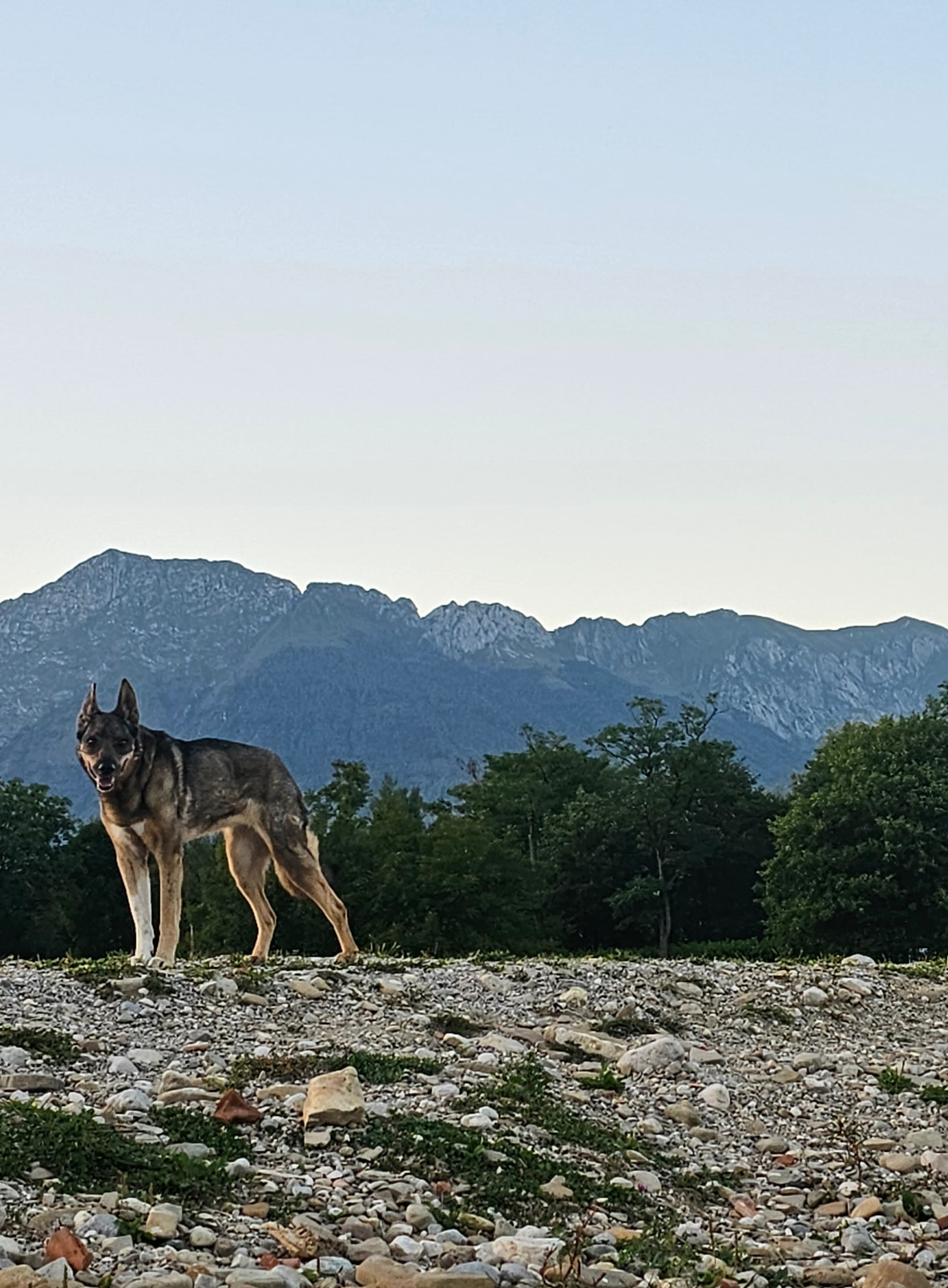 Lera, unsere Tschechoslowakische Wolfshündin, vor Bergpanorama